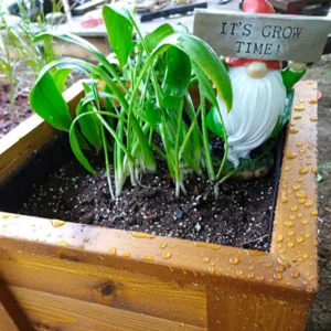 Cedar planter ready for spring