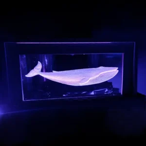 Whale acrylic led display